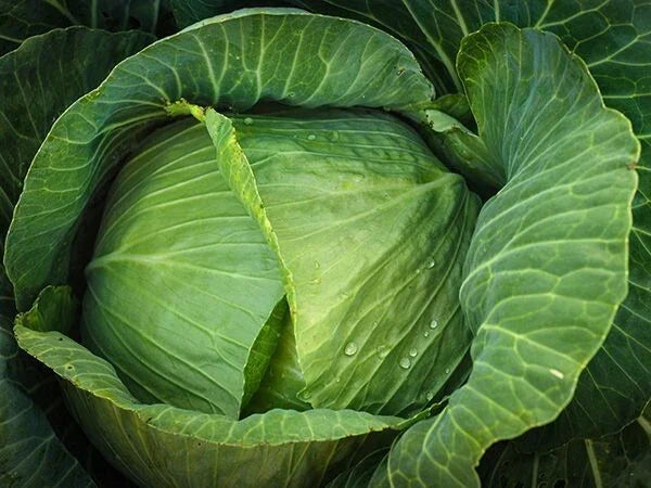 Cabbage Seeds Pack - 1000+ Heirloom Brunswick - Non-GMO - Brassica oleracea var. capitata - Fresh Garden Seeds