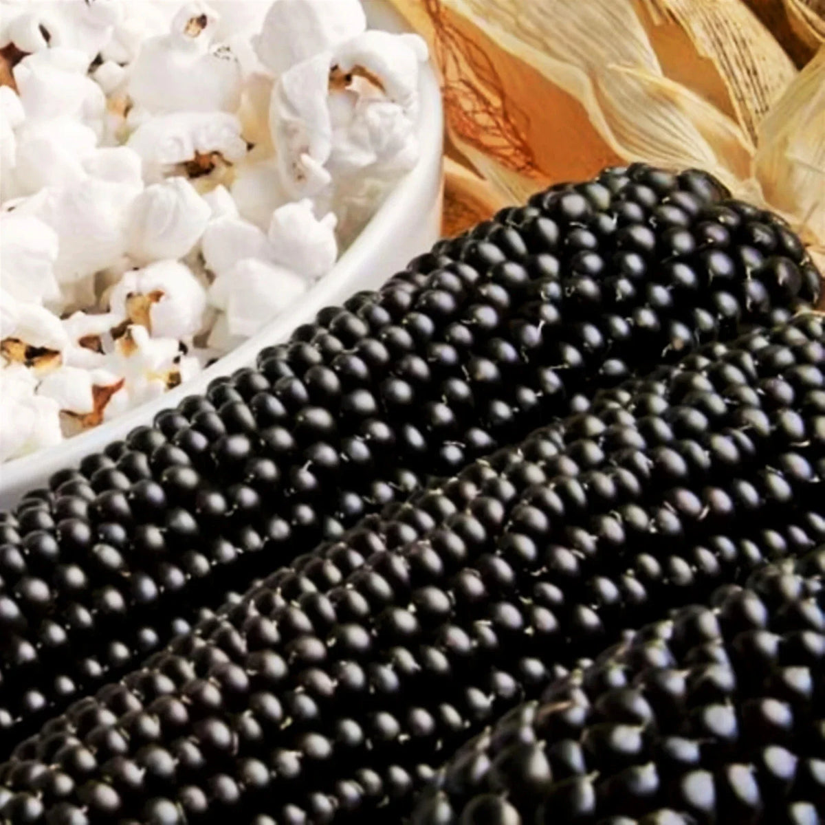 Dakota Black Popcorn Seeds Packet | Popping Purple Blue Ornamental Corn | Zea mays everta