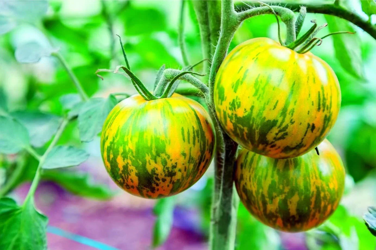 Green Zebra Tomato Seeds - 100+ Heirloom Seeds, Green Striped Fruit, Solanum lycopersicum, USA Grown