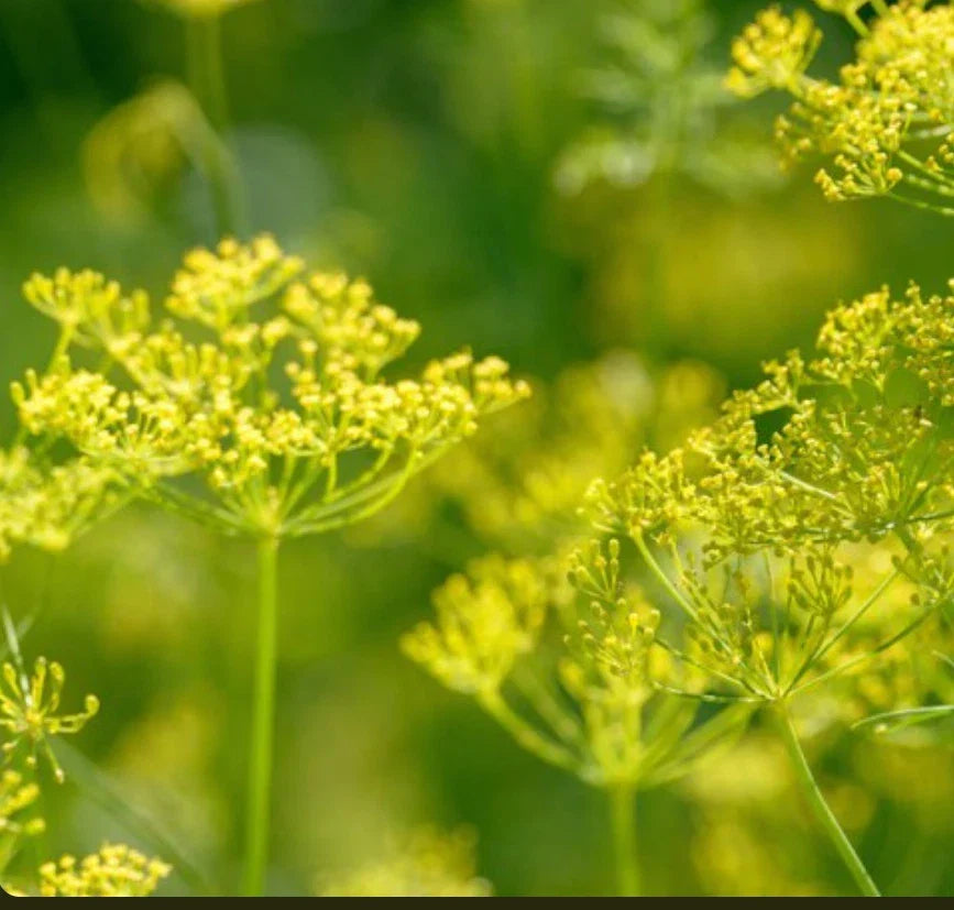 Bouquet Dill Seeds | 1 Packet | NON-GMO Heirloom | Anethum graveolens | Aromatic Culinary Herb for Gardening