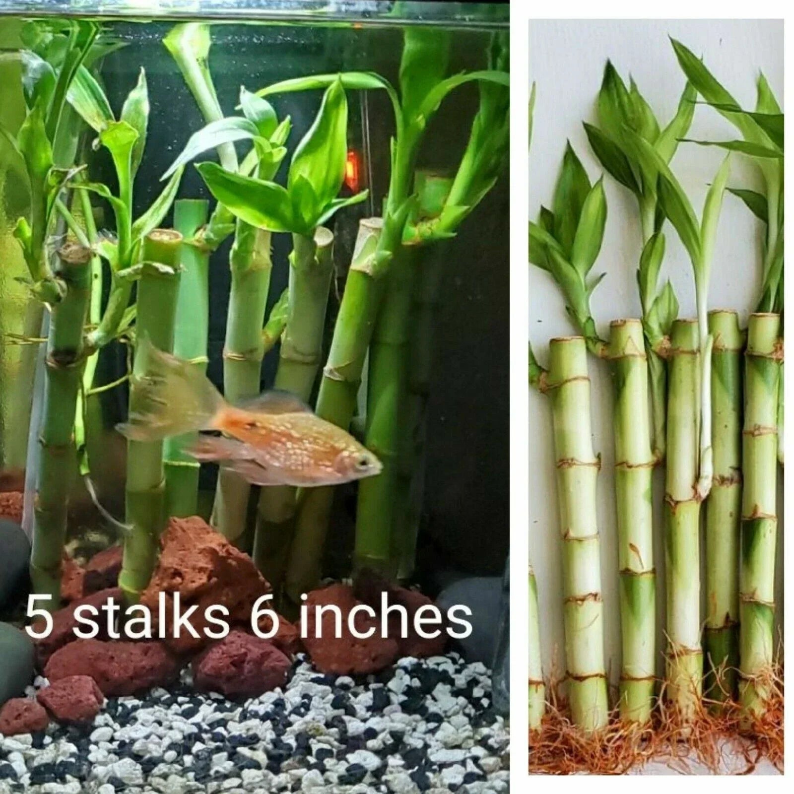 Lucky Bamboo Plants Set of 5 - 6 Inch Well-Rooted Stalks - Feng Shui Decor - Dracaena sanderiana