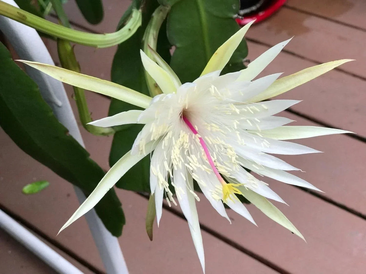 Epiphyllum Orchid Cactus Cuttings - 3 Pieces - Night Blooming Cereus Hookeri Strictum - Easy to Grow Indoor/Outdoor Plants