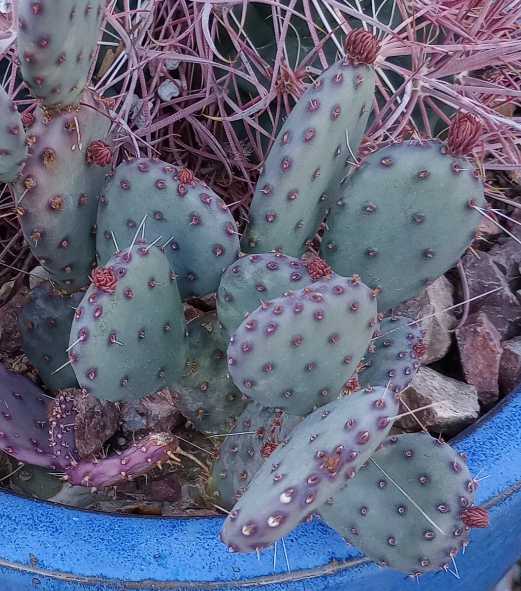 African Violet Leaves 2 Pack Buckeye Exotic Dancer Saintpaulia ionantha | Healthy Propagation Leaves for Indoor Gardening