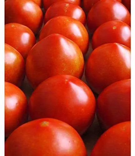 Early Girl Tomato Seeds - 30+ Seeds, Red Variety, Heirloom, Solanum lycopersicum, Fast Growing, 60 Days to Harvest, USA Grown