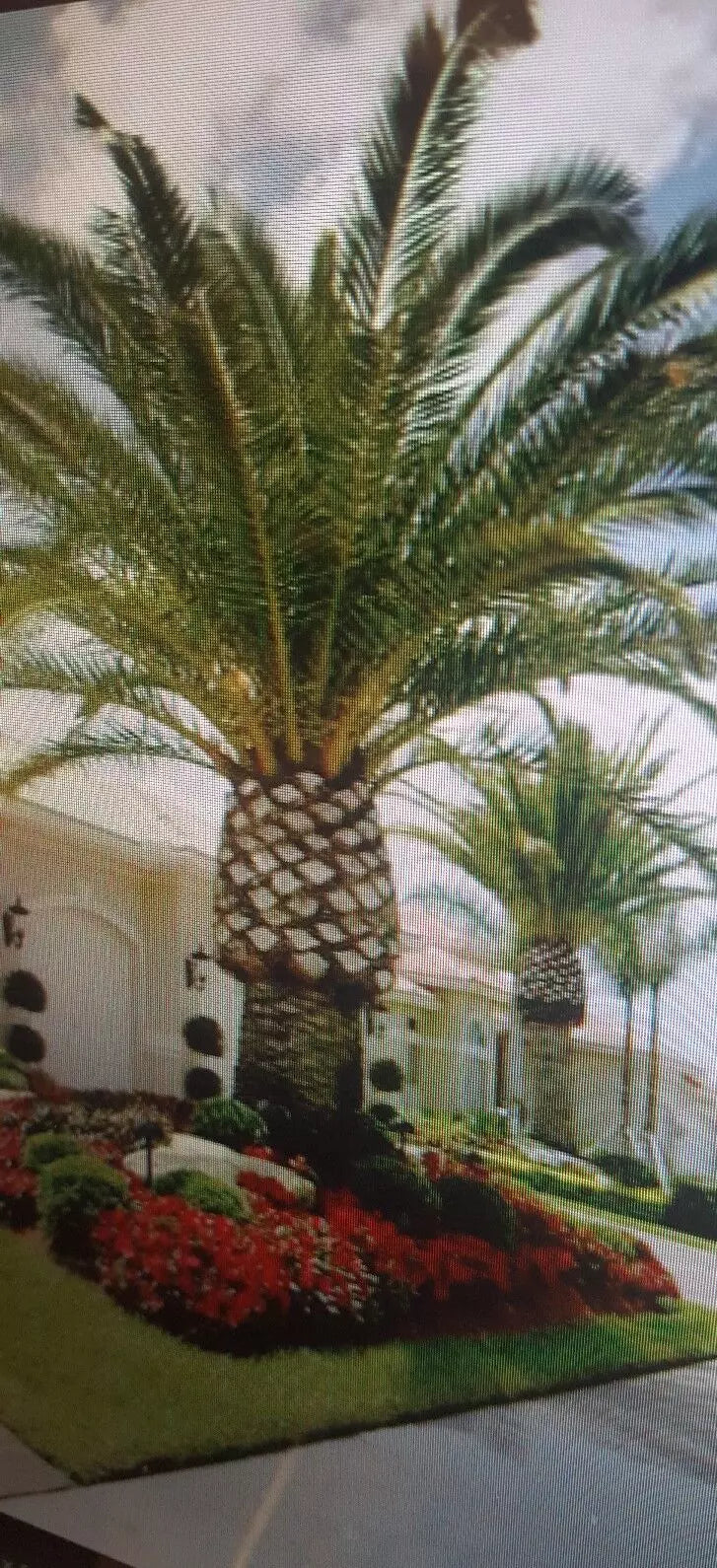 Jerusalem Palm Tree Seeds 12 Pack | Date Palm Seeds | Phoenix dactylifera | Tropical Indoor/Outdoor Plant Seeds