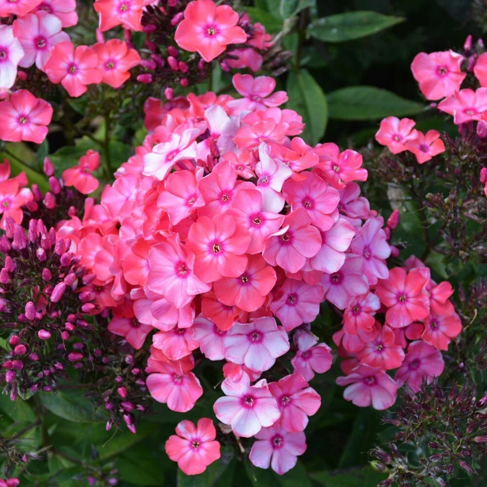 Glamour Girl Phlox Seeds Packet - 100+ Non-GMO Flower Seeds - Phlox paniculata for Vibrant Garden Blooms