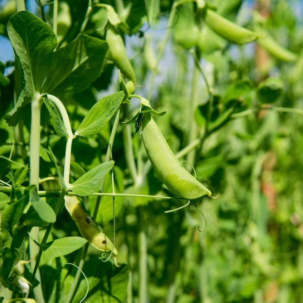Dundale Pea Seeds - 50+ Heirloom Non-GMO Seeds for Sweet Peas - Pisum sativum - Easy to Grow, Sustainable Gardening