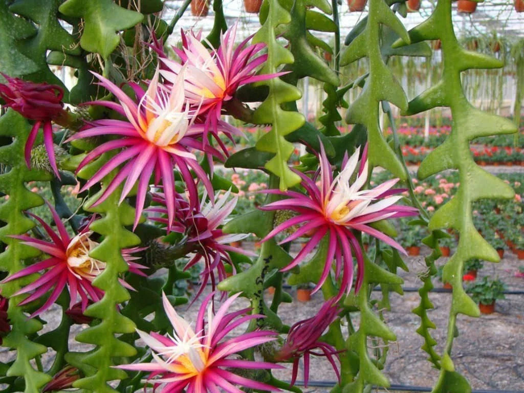 Ric-Rac Cactus 3" Starter Pot Selenicereus anthonyanus Unique Succulent Plant with Zigzag Leaves for Indoor Garden