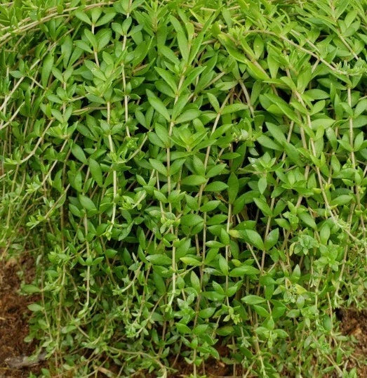 Sedum Sarmentosum Cuttings - 70 Live Creeping Perennial Plants for Ground Cover - Golden Sedum, Drought-Tolerant Ground Cover