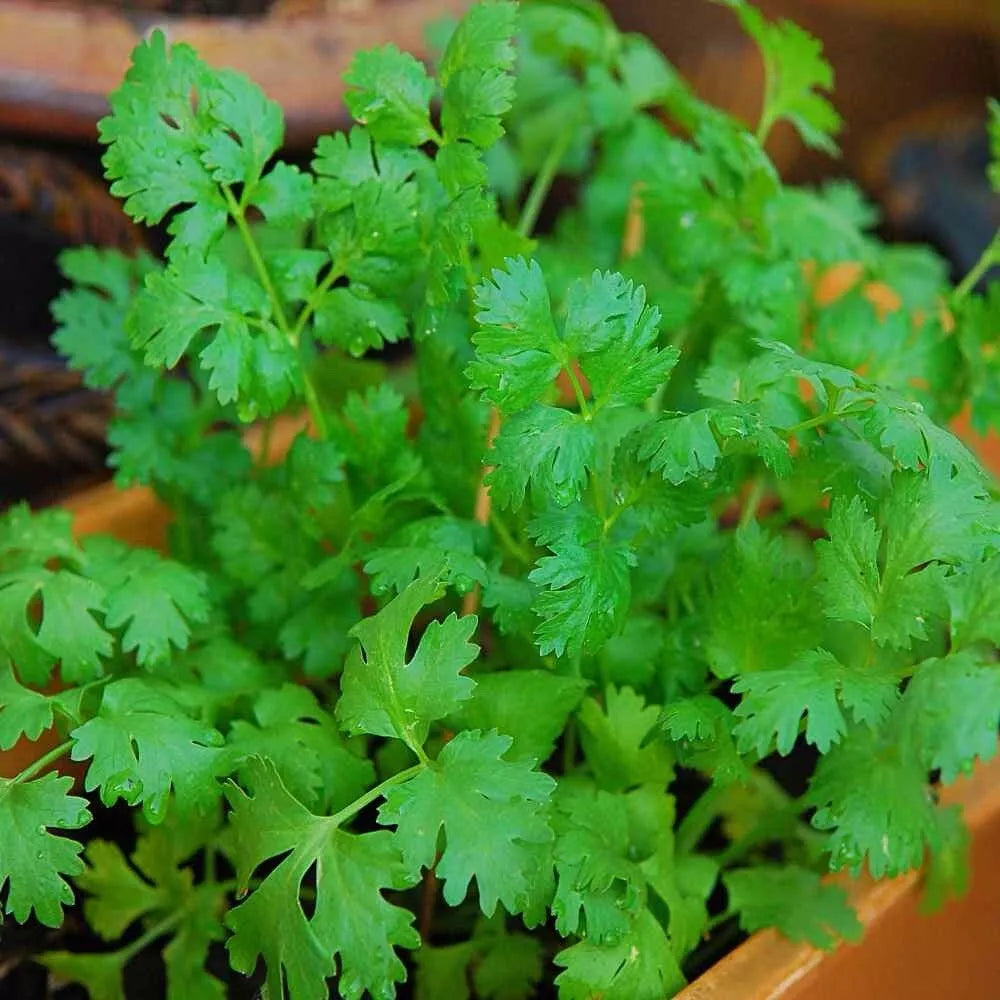 Cilantro Seeds 200+ Heirloom Non-GMO Herb Seeds Coriandrum sativum for Culinary Gardening - USA Seller