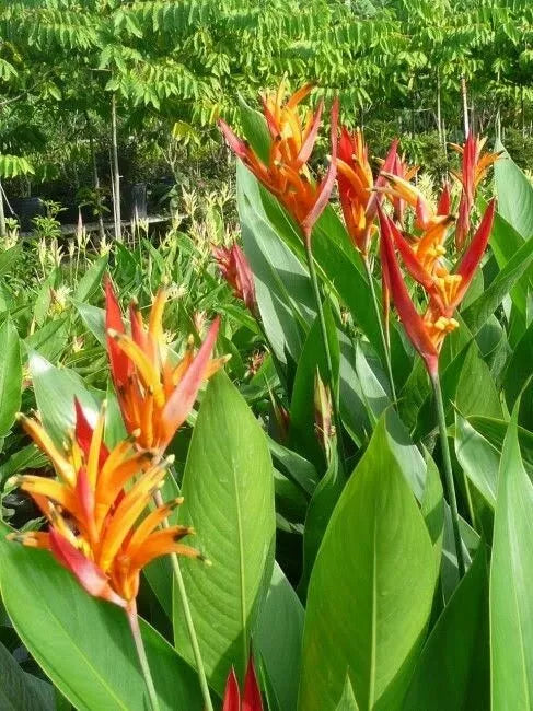 Heliconia Rhizomes - 2 Yellow Orange Exotic Blooms - Heliconia Rostrata - Tropical Garden Plants