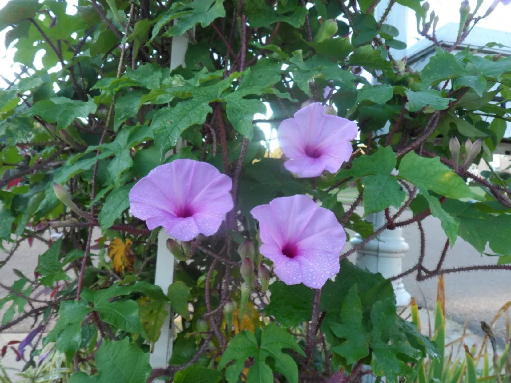 25 Seeds Brazilian Morning Glory, Colorful Climbing Vine, Attracts Hummingbirds & Butterflies, Ipomoea setosa