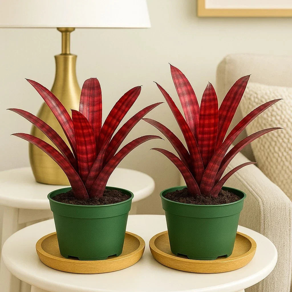 Hamber Eyes Bromeliad 2 Pack - Rare Tropical Houseplants in 4" Pots - Neoregalia spp. for Indoor Decor
