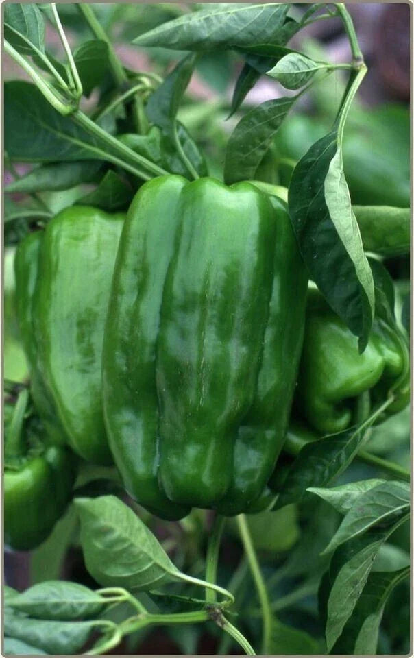 Big Bertha Sweet Pepper Seeds - 100+ Non-GMO Heirloom Organic - Capsicum annuum - High Yield for Fresh Eating & Cooking