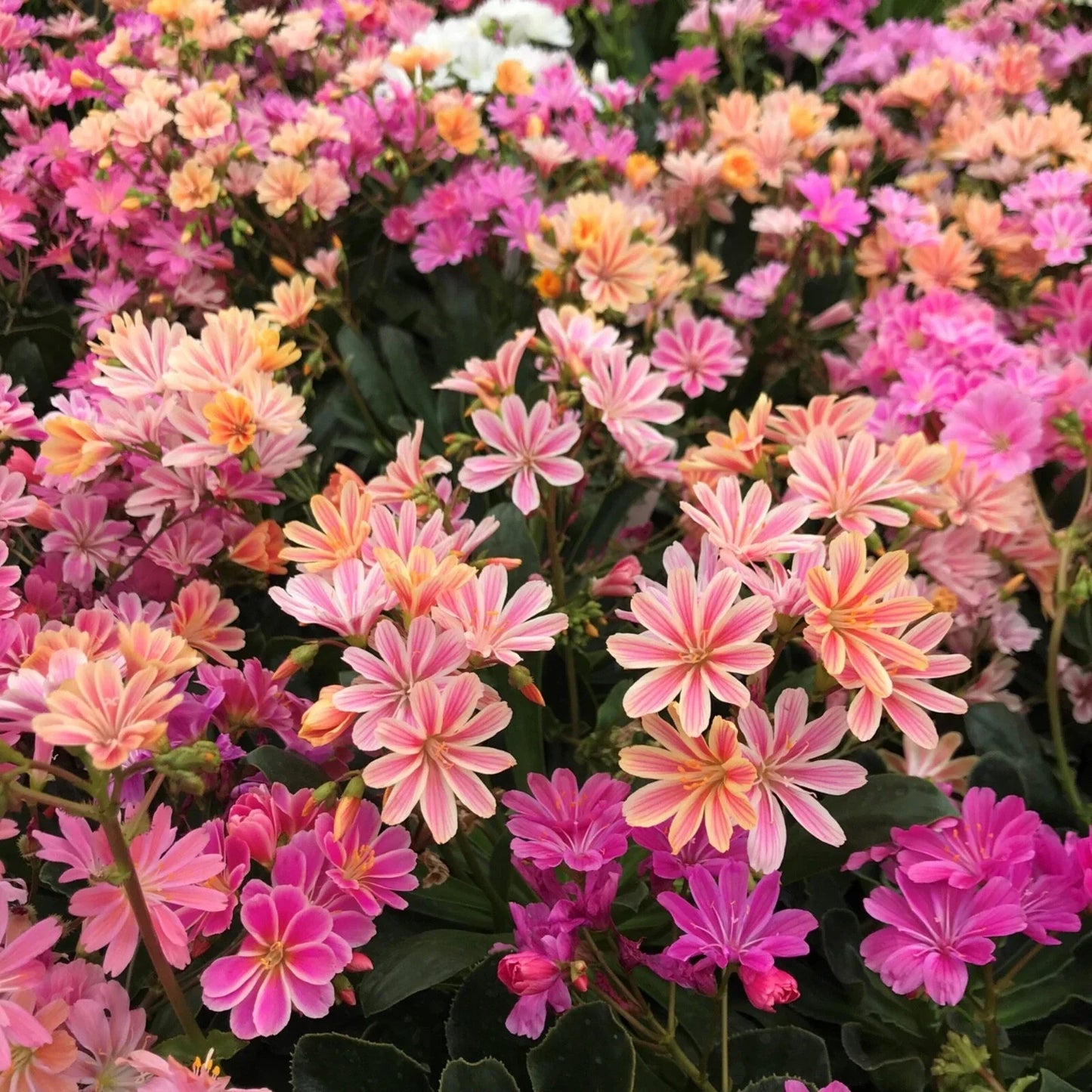 Hardy Succulent Live Starter Plant - Lewisia ‘Rainbow Mix’ - Colorful Perennial - Lewisia cotyledon - Drought-Tolerant