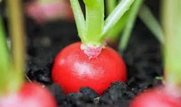 Heirloom Radish Seeds - 500+ Cherry Belle Red Seeds, Non-GMO, Raphanus sativus, Fast-Growing for Home Gardens and Containers