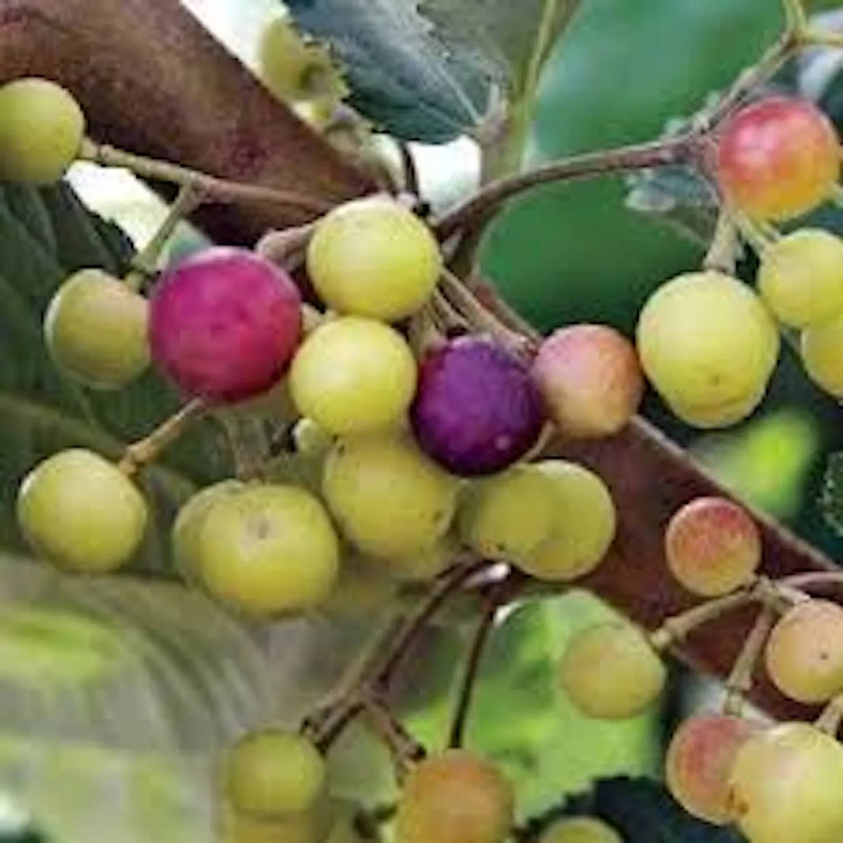 10 Starter Sherbet Berry Plants - Edible Fruit Grewia asiatica - Drought-Tolerant Shrub for Indoor/Outdoor Garden