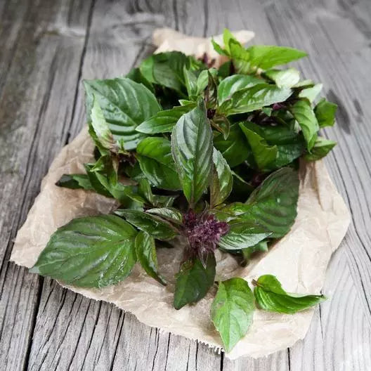 Thai Basil Seeds 1000 Pack - Non-GMO Culinary Herb - Ocimum basilicum for Flavorful Thai Dishes and Home Gardening