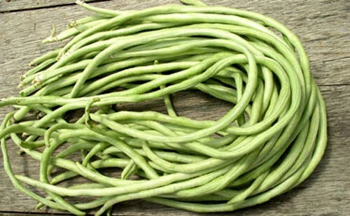 Yard Long Bean Seeds - 15+ Pack - Asian Chinese Long Bean - Vigna unguiculata - High Yield String Beans for Home Garden
