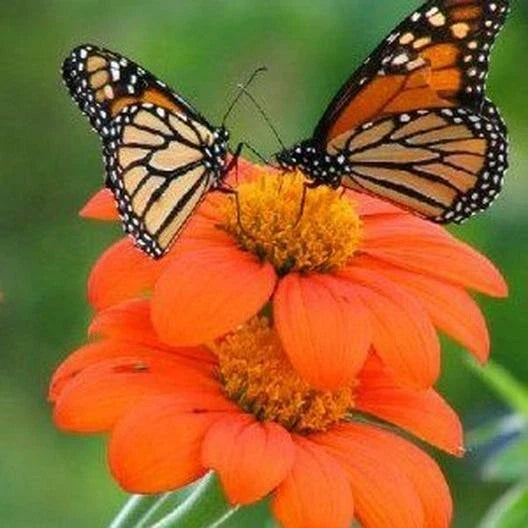 Sunflower Seeds - 100+ Non-GMO Mexican Torch - Helianthus maximiliani - Attracts Bees, Butterflies, Hummingbirds