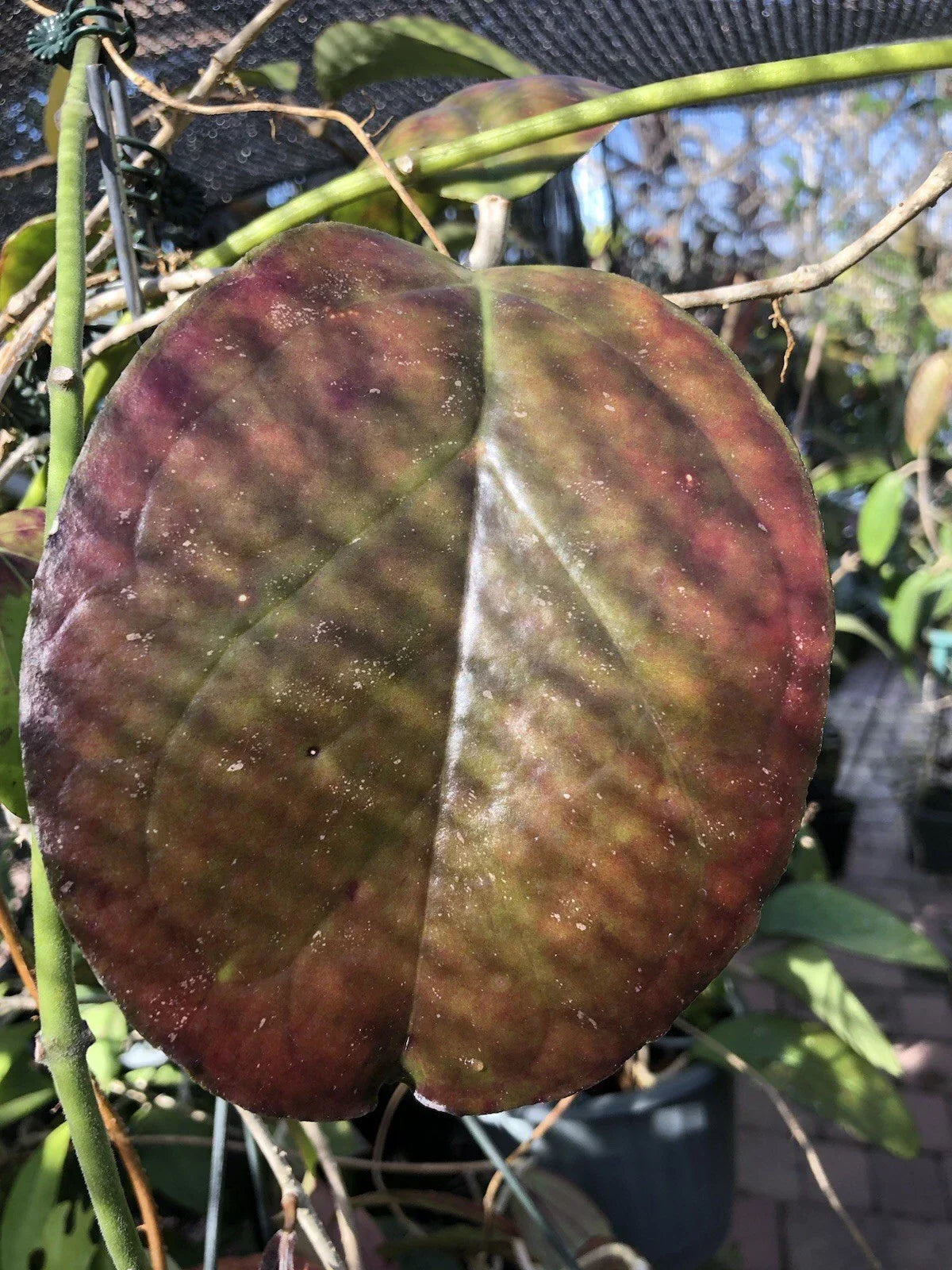 Hoya AH Gold Plant - Rooted Hybrid with Vibrant Gold & Red Leaves - Hoya carnosa 'AH Gold' - Perfect for Indoor/Outdoor Spaces