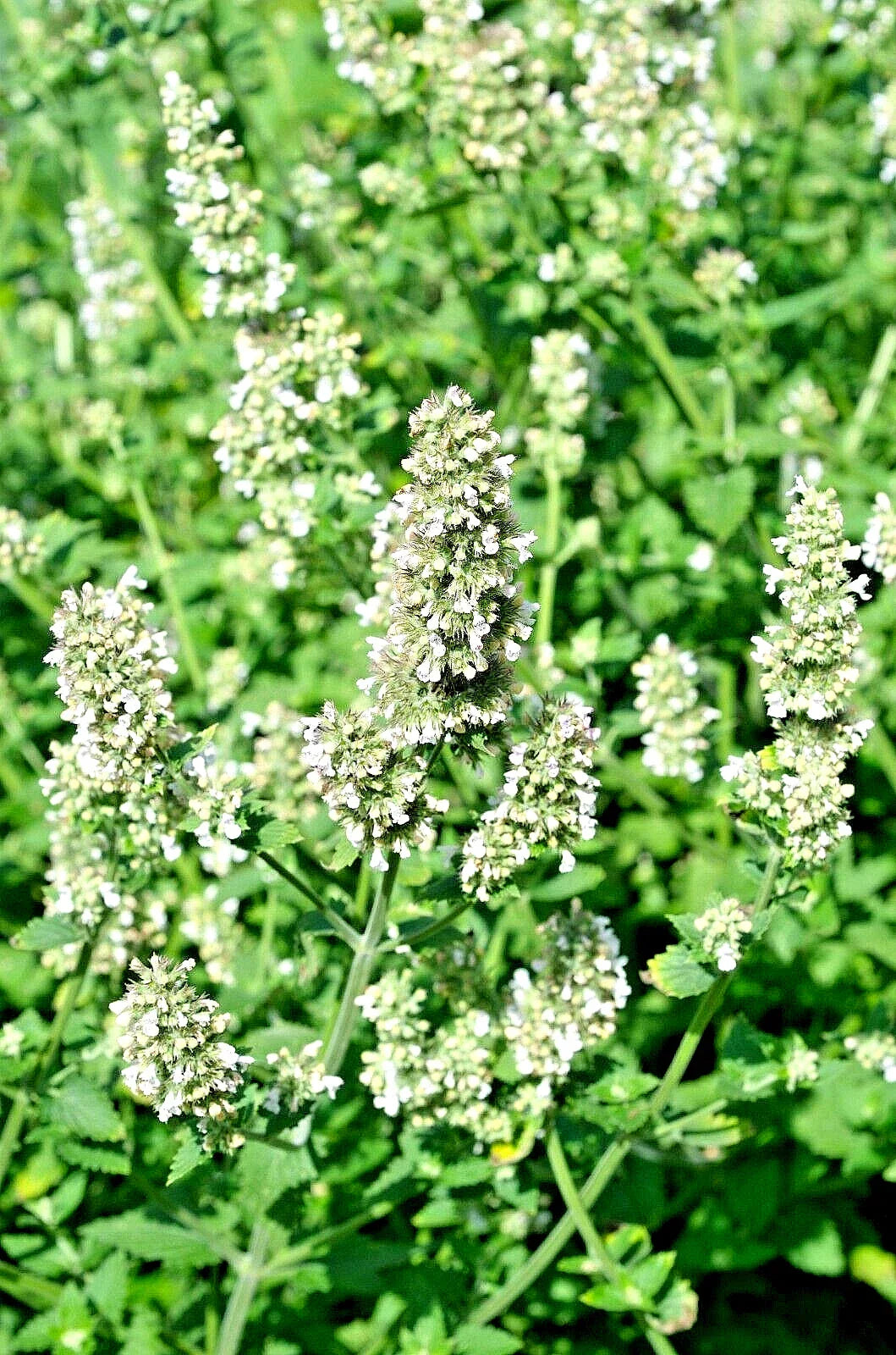 Lemon Balm Seeds 100 Count, Tasty Variety, Melissa officinalis, Easy to Grow Herb for Culinary Use