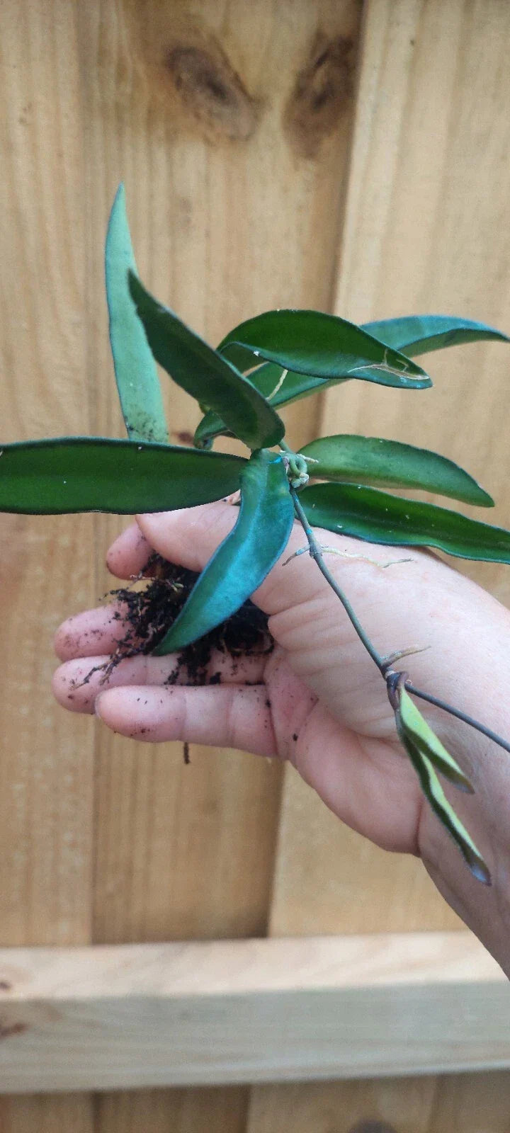 Hoya Wayetii Plant - 4-Inch Rooted Tropical Houseplant with Variegated Leaves - Hoya wayetii for Indoor Decor