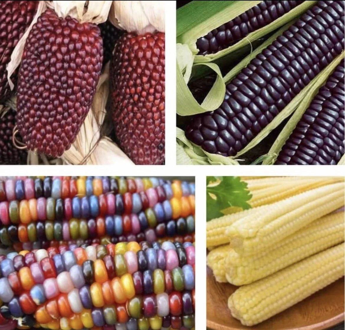 Blue Corn Seeds 4 Pack - Glass Gem, Japanese Baby, Strawberry Corn - Zea mays Heirloom, Non-GMO Seed Collection