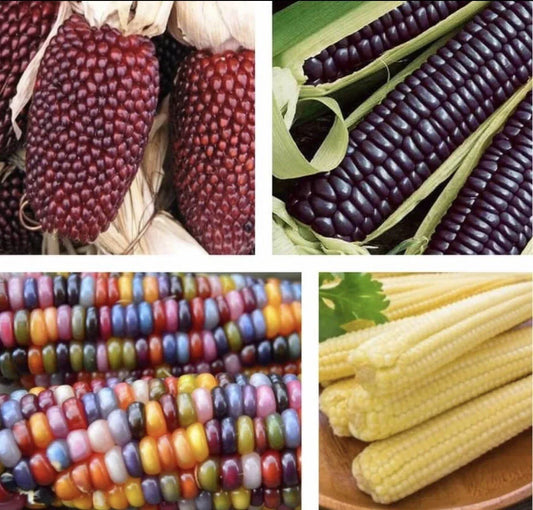 Blue Corn Seeds 4 Pack - Glass Gem, Japanese Baby, Strawberry Corn - Zea mays Heirloom, Non-GMO Seed Collection