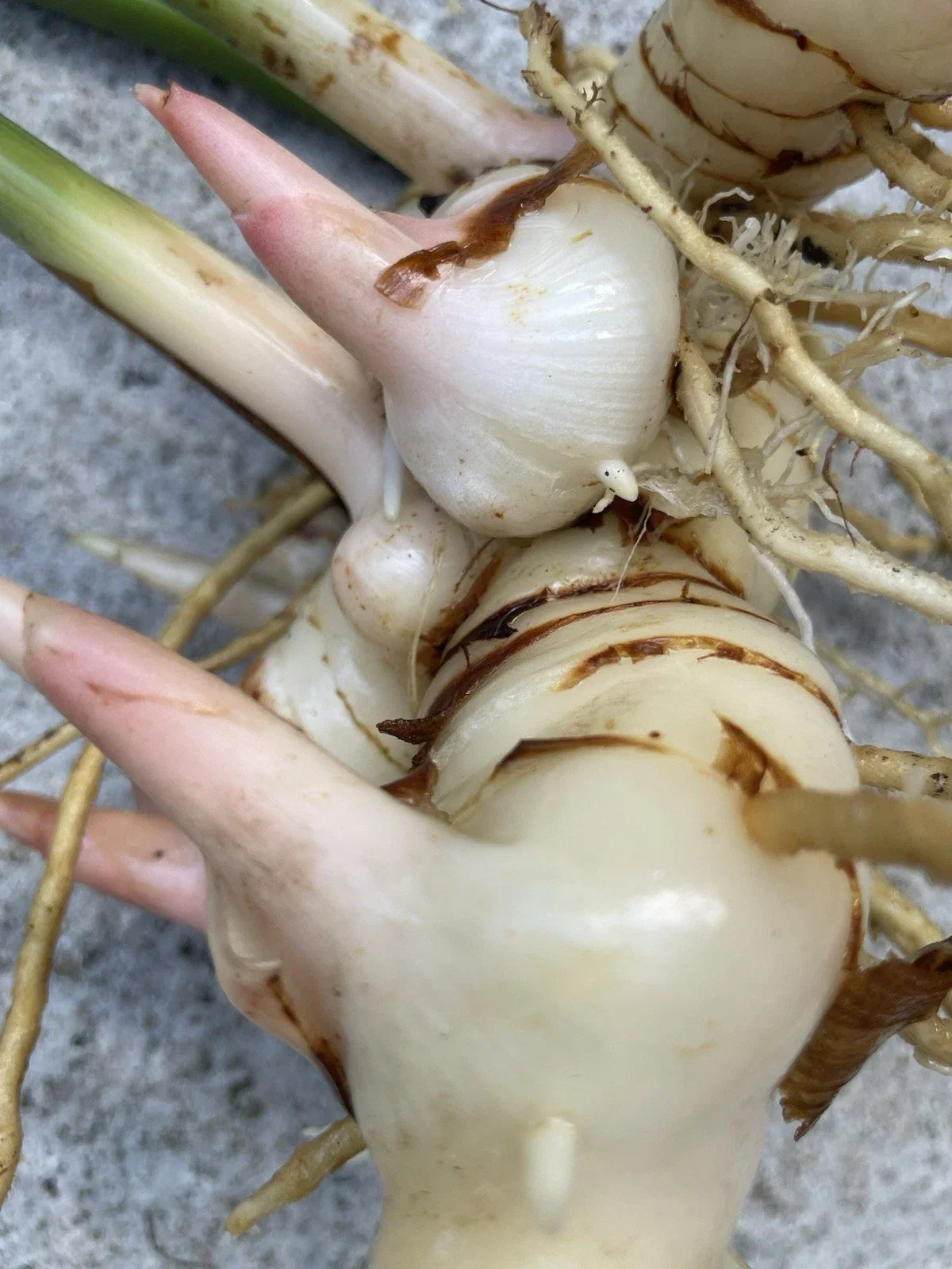 Fresh Thai Ginger Roots - 8 Organic Galangal Rhizomes - Zingiber officinale - Hawaii Grown for Spicy Asian Flavor