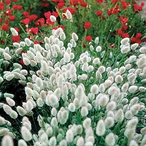 Bunny Tails Seeds - 25 Pack - Lagurus ovatus - Easy to Grow for Home Gardens - Fluffy Seed Heads - Drought-Tolerant