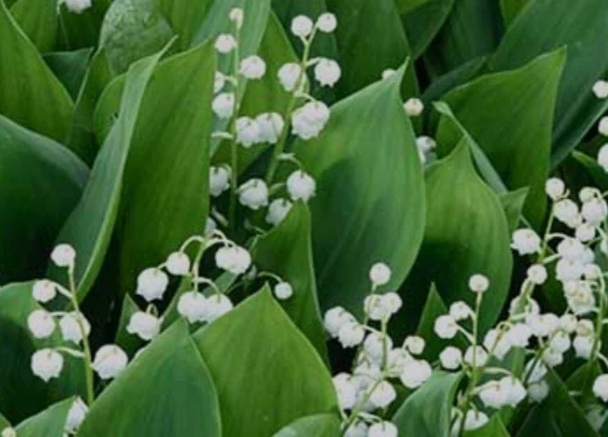 Lily-of-the-Valley Bare Root Plants, 5 Pack, Deer-Resistant Perennial, Fragrant White Flowers, Convallaria majalis