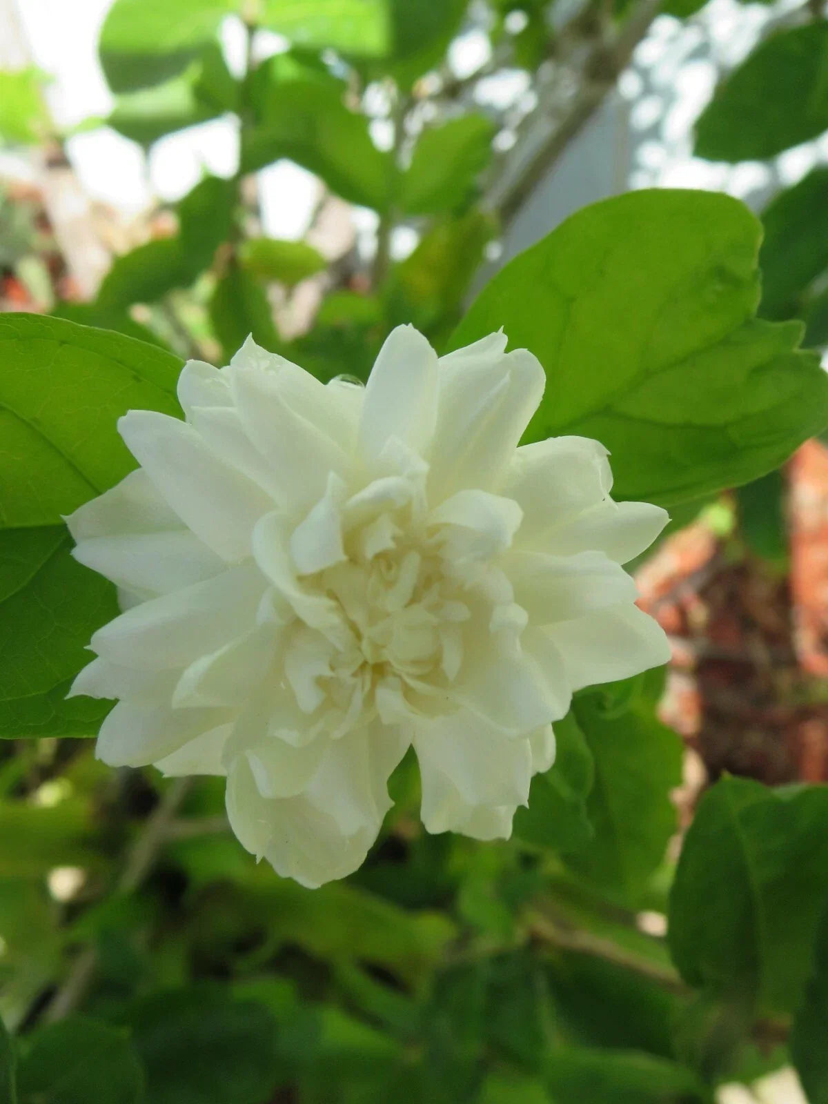 Grand Duke of Tuscany Jasmine Cuttings 5 Pack - Fresh Unrooted Jasminum sambac - Aromatic White Flowering Vines for Propagation
