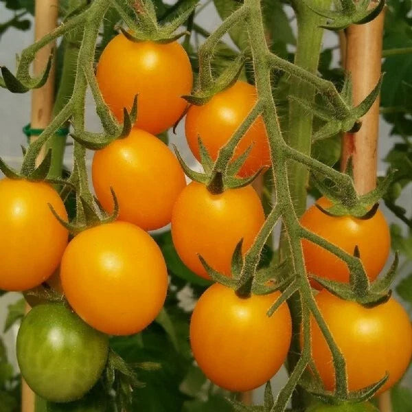 Gold Nugget Cherry Tomato Seeds - 30+ Organic Heirloom Non-GMO - Solanum lycopersicum - Sweet Cherry Tomatoes for Home Gardening