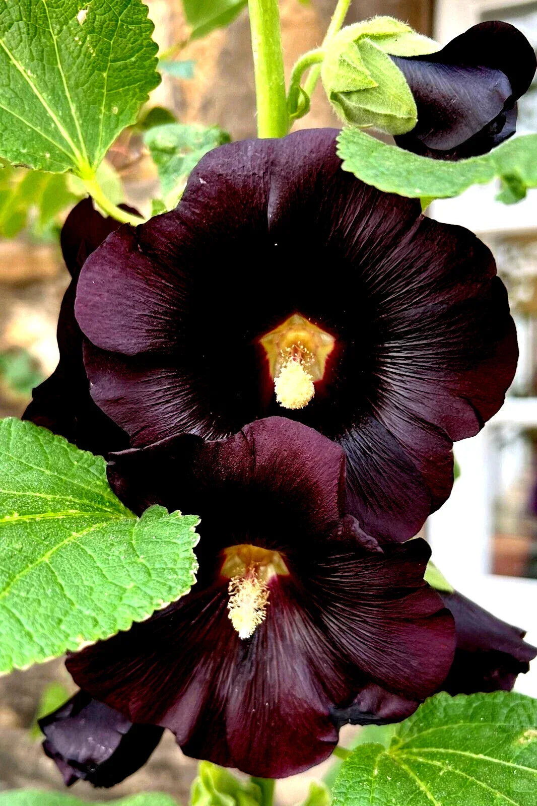 Giant Black Hollyhock Seeds - 50 Count - Hardy Perennial - Alcea rosea - Easy to Grow - USA Seller