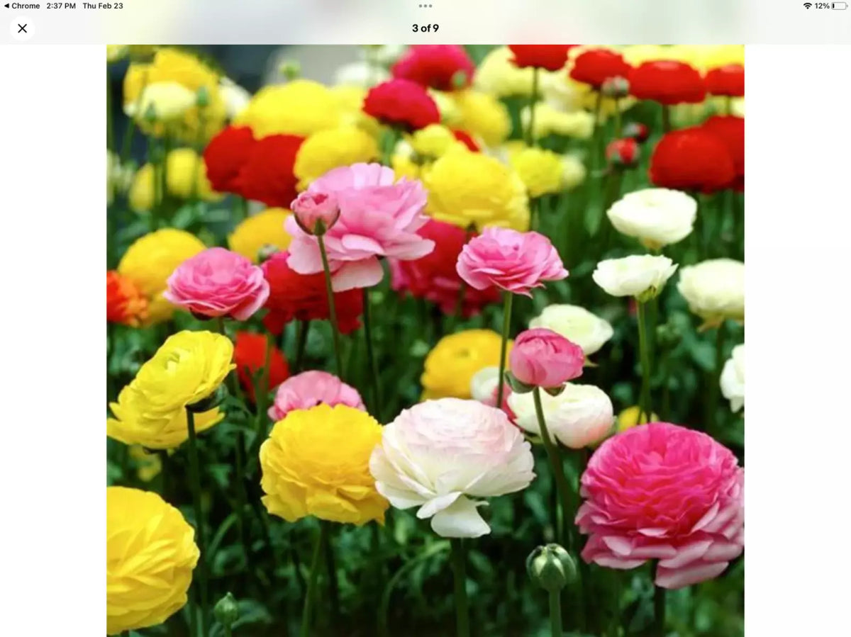 Ranunculus Seeds, 100 Count Packet, Persian Buttercup, Colorful Flower Seeds for Garden, Ranunculus asiaticus