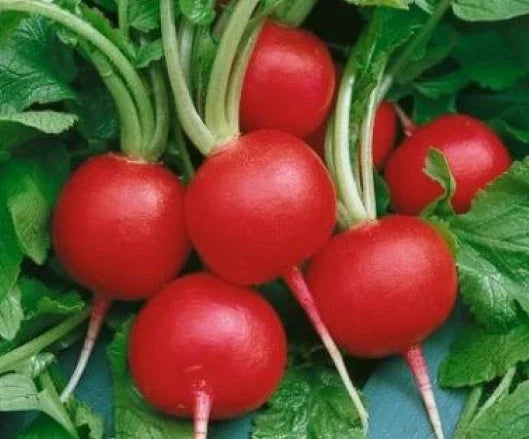 Fresh Radish Seeds - 50 Count Champion Variety - Raphanus sativus - Non-GMO, Fast-Growing for Easy Gardening
