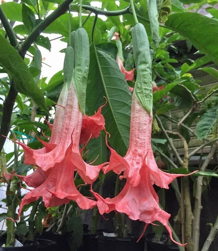 10 Angel Trumpet Seeds - Summer Rose Brugmansia Datura - Exotic Pink Flower Seeds for Garden Enthusiasts
