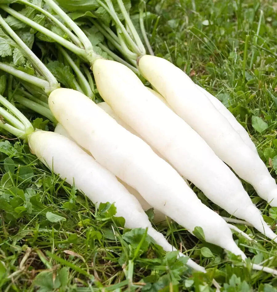 Radish Seeds 425 Count White Icicle Non-GMO Raphanus sativus Fast Growing Garden Planting