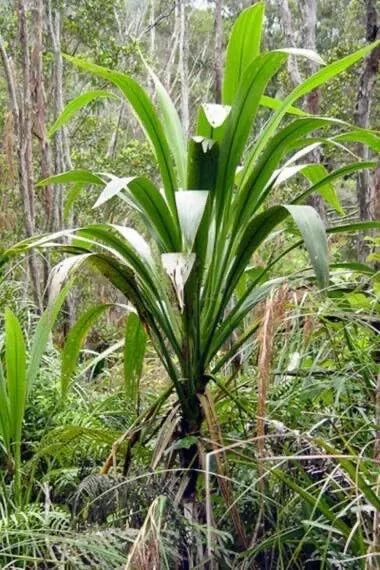 30 Forest Cabbage Palm Tree Seeds - Cordyline banksii - Tropical Garden Planting Seeds for Landscapes