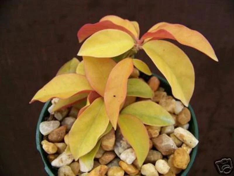Rare Variegated Cactus Plant 4" Pot Gold Variegated Pereskia aculeata Unique Cacti for Collectors Indoor Outdoor