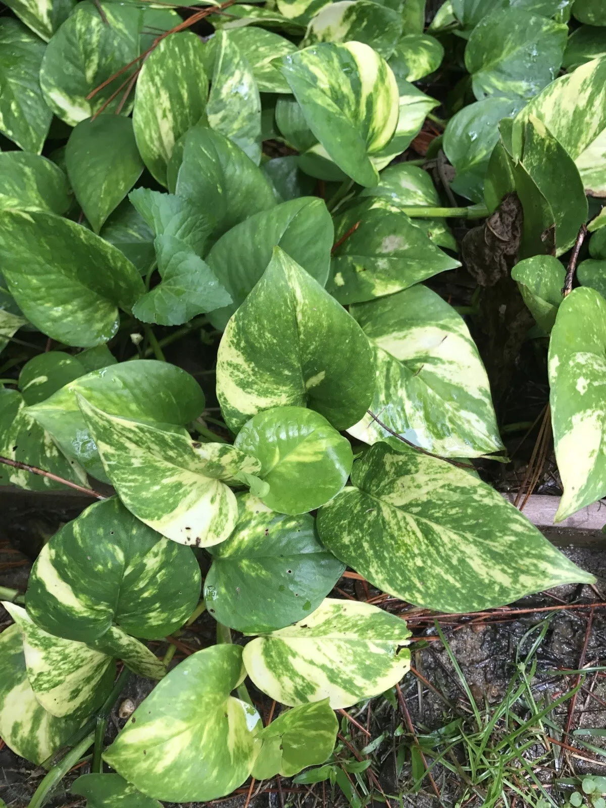 Golden Pothos Cuttings 10” - 8 Pcs Devil's Ivy - Epipremnum aureum - Easy Grow House Plant, Hardy Zone 8-10