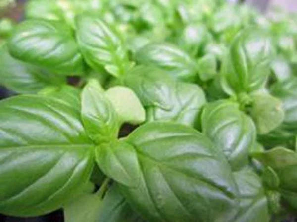 Sweet Genovese Basil Seeds, 100 Non-GMO Heirloom Culinary Herb, Ocimum basilicum, Perfect for Cooking and Pesto