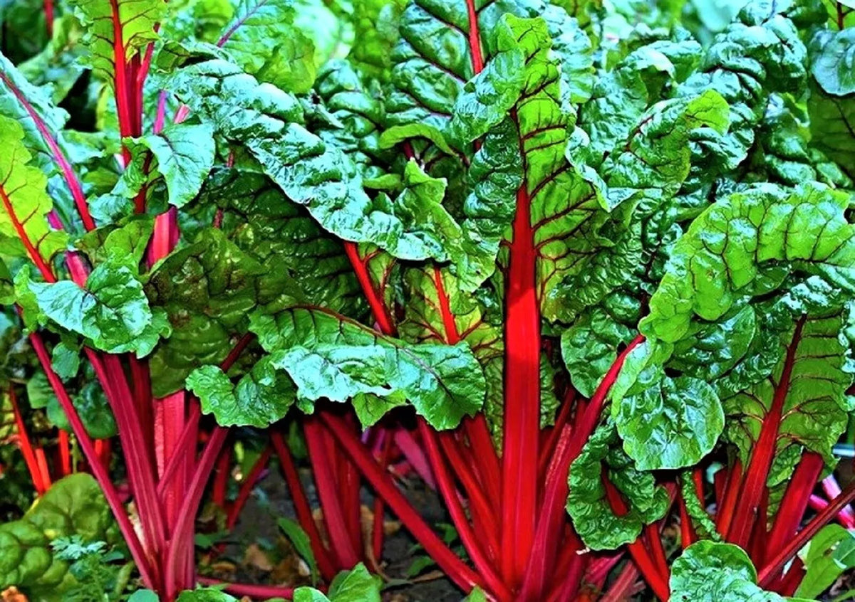 Ruby Red Swiss Chard Seeds - 100+ Non-GMO Heirloom Seeds - Beta vulgaris subsp. cicla - Vibrant Greens for Home Garden