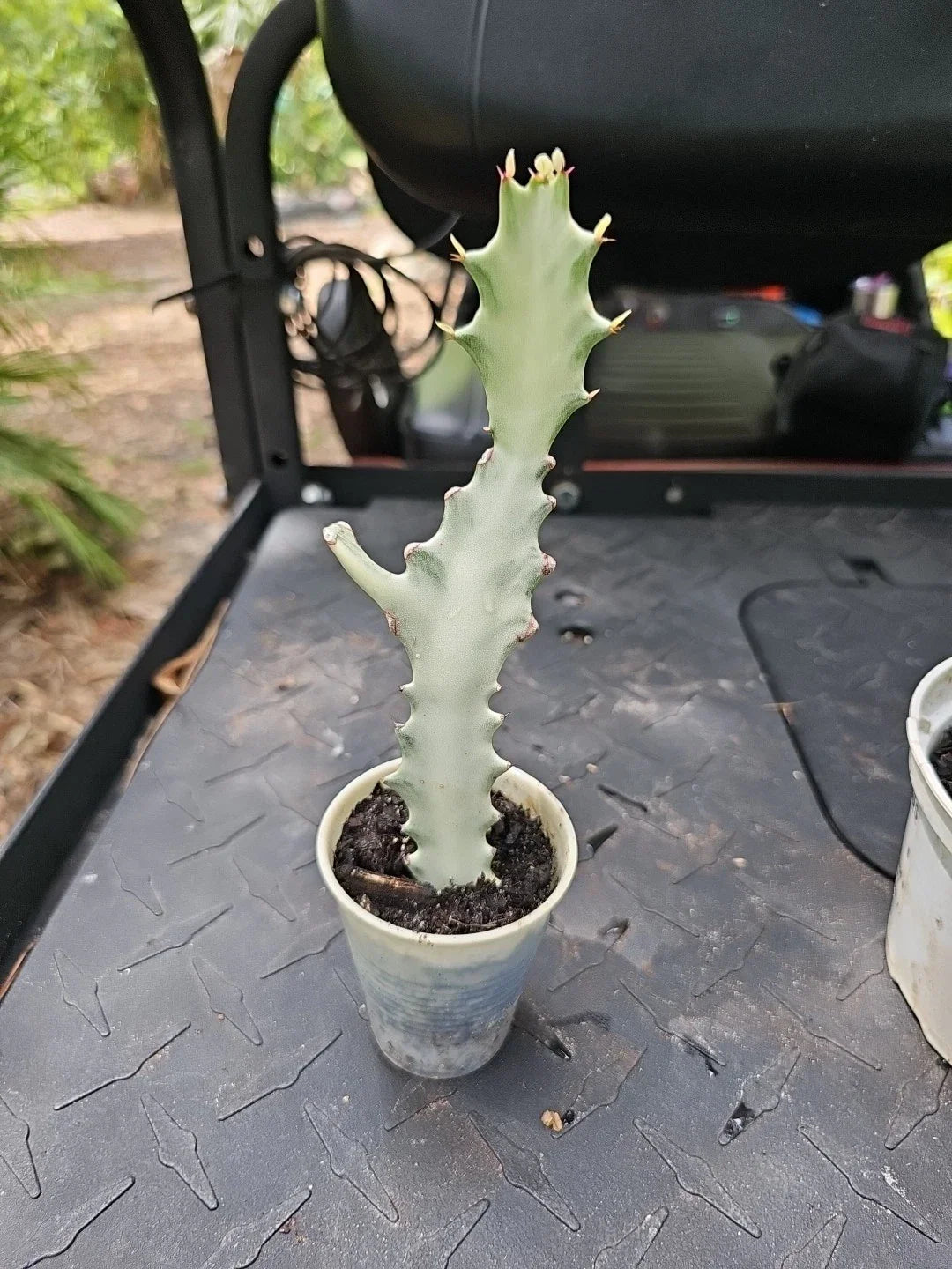 Rooted Euphorbia Lactea White Ghost Variegated Dragon Bone Cactus 9" - Unique Indoor Succulent Plant, Rare Variety