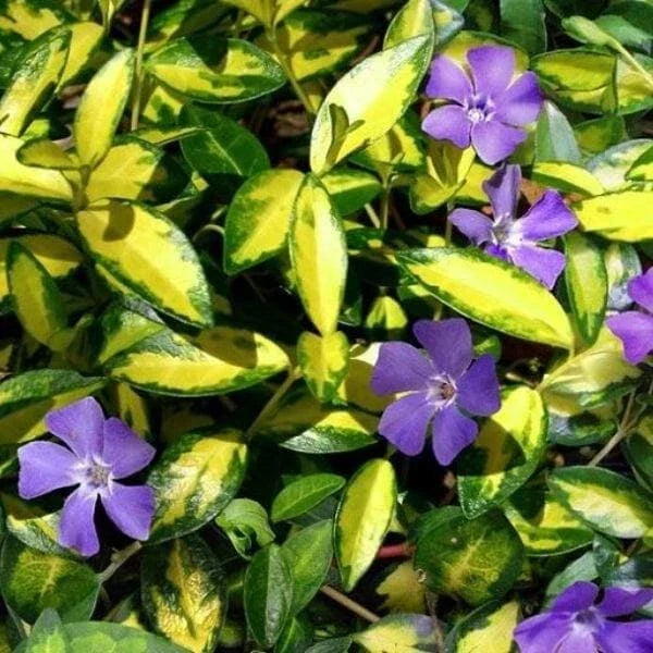 Periwinkle Plant Plug - Variegated Vinca Minor - Ground Cover for Indoor/Outdoor - Vinca minor