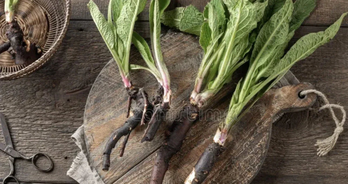 Comfrey Bocking 14 Rooted Crowns (5) - Deer Resistant Herbal Plant - Symphytum × uplandicum - Non-Spreading Ground Cover