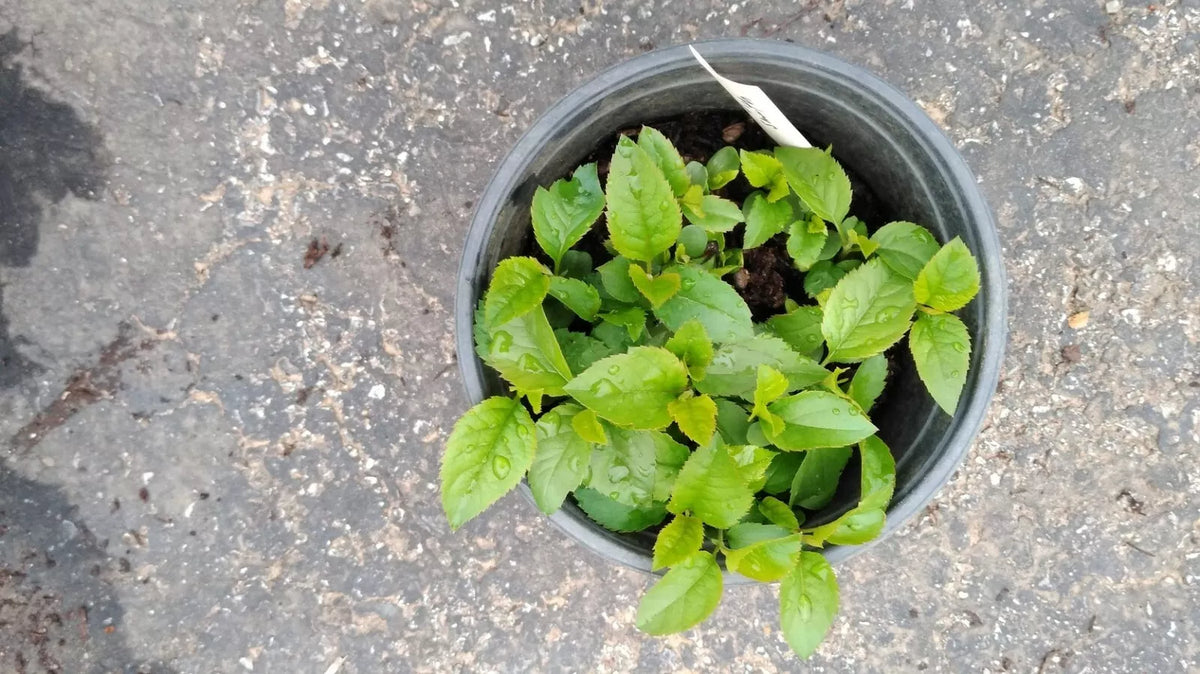 Live Granny Smith Apple Tree Seedling - Fully Rooted Plant - Malus domestica 'Granny Smith' - Ideal for Home Orchards