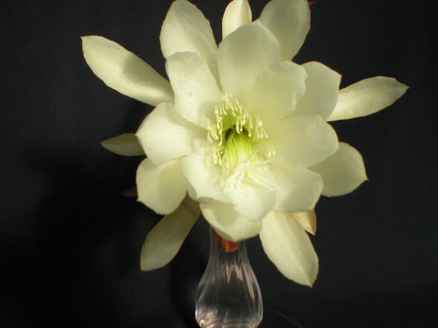 Epiphyllum Cuttings - Young Nun Orchid Cactus - Epiphyllum spp. - Fresh Cuttings for Easy Gardening and Propagation