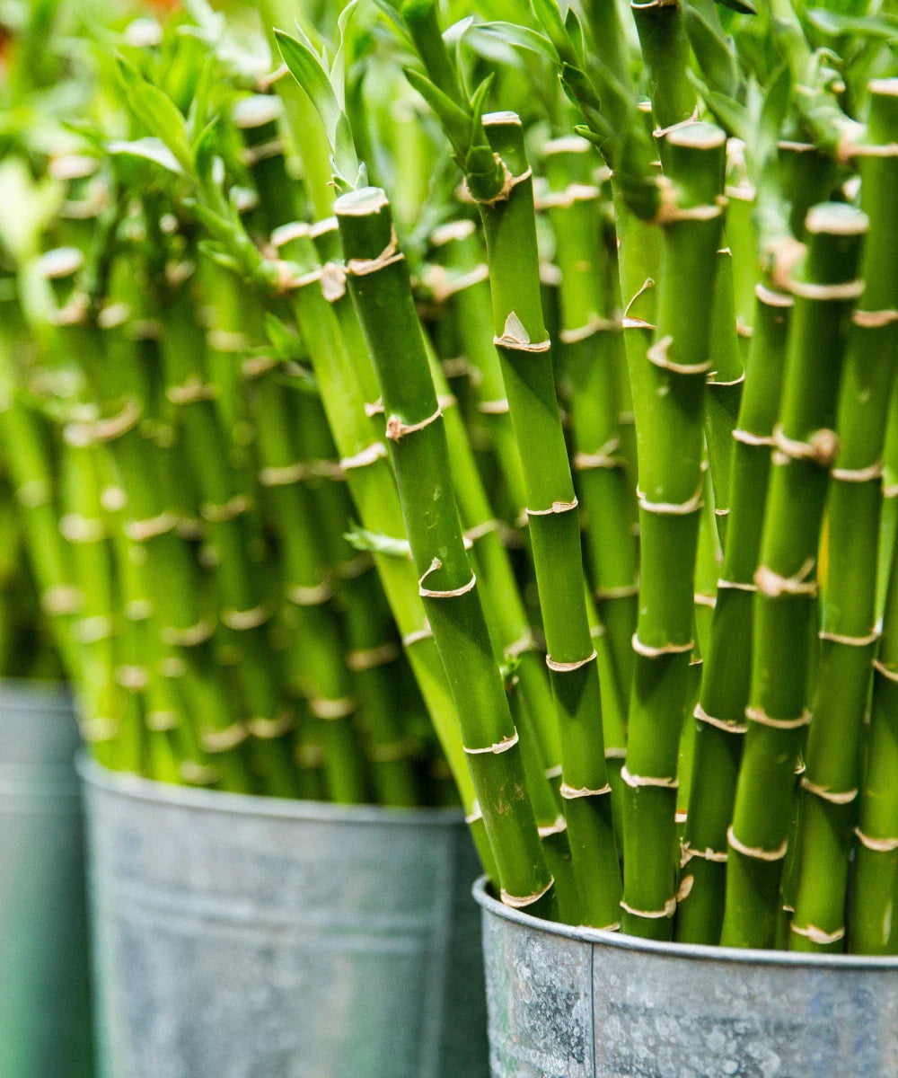 Lucky Bamboo Plant 16" Stalk, Well Rooted, Gift Live Plant, Dracaena sanderiana